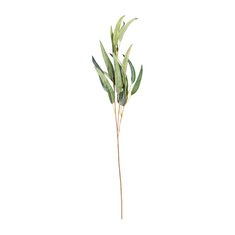 Rama eucalipto Mallee - Cantia