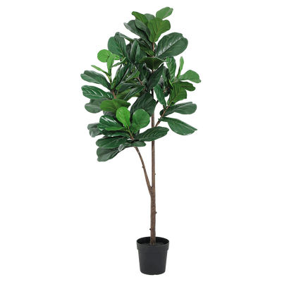 Árbol Lyrata