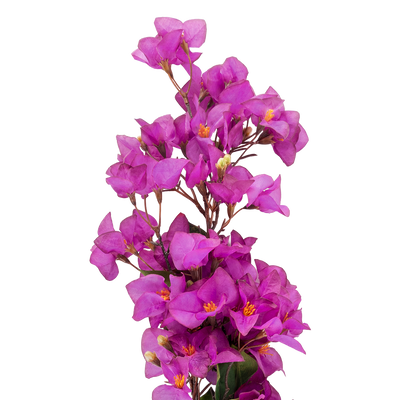 Rama Artificial Bugambilia