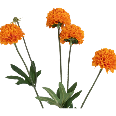 Rama Artificial Craspedia