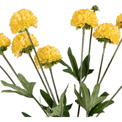 Rama Artificial Craspedia