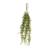 Begonia colgante - Cantia
