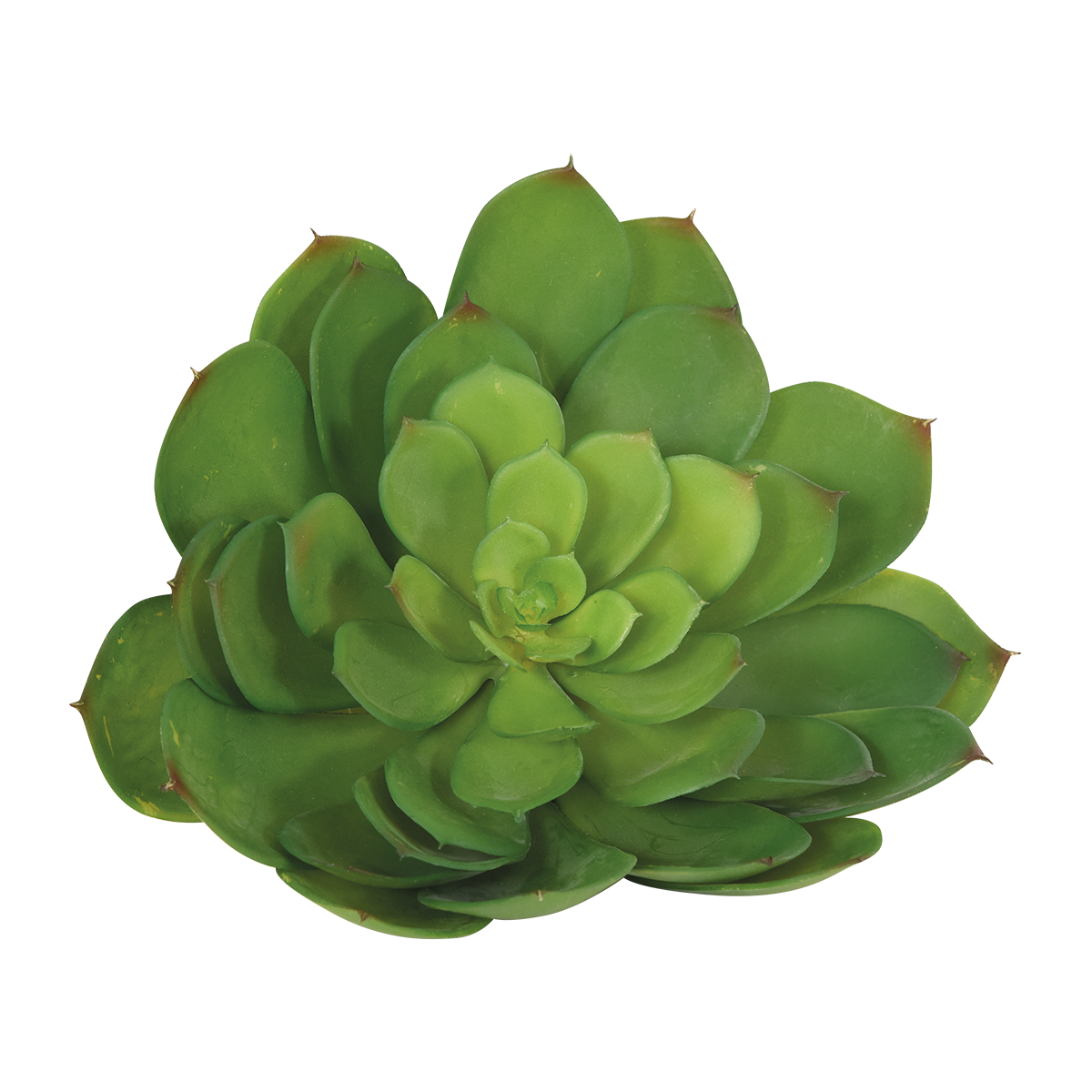 Suculenta individual