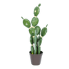 Cactus Aral - Cantia