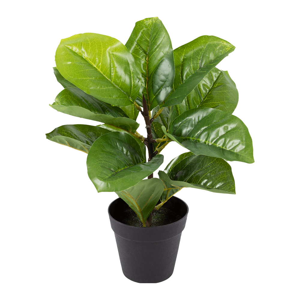 Planta artificial Dalí