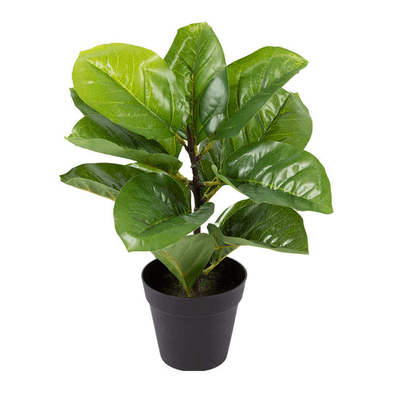 Planta artificial Dalí