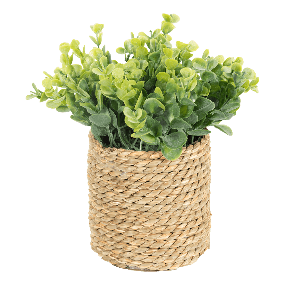 Mini planta Olinda