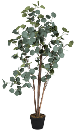 Rama eucalipto Mallee - Cantia