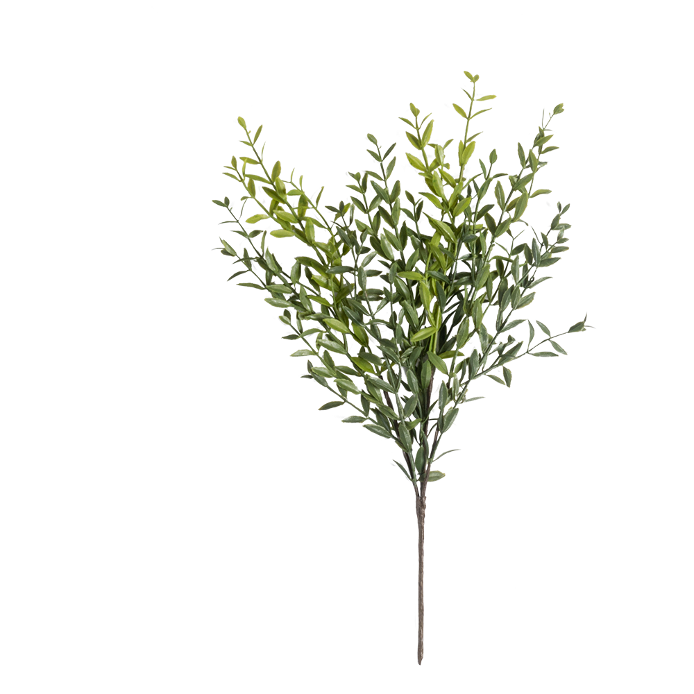 Rama Buxus