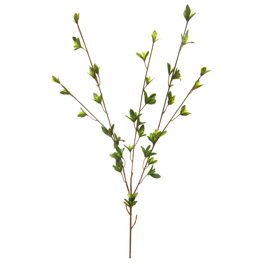 Rama Primavera