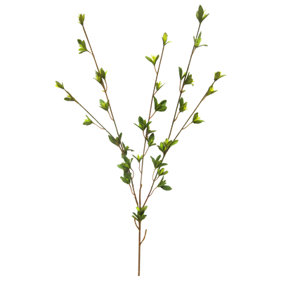 Rama Primavera