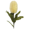 Banksia