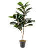 Planta artificial Pandurata