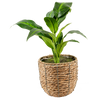 Planta Artificial Rhodea 49 cm